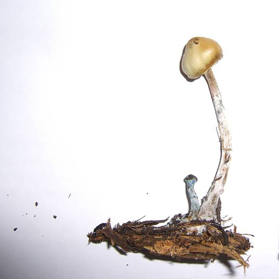 Psilocybe Brasiliensis