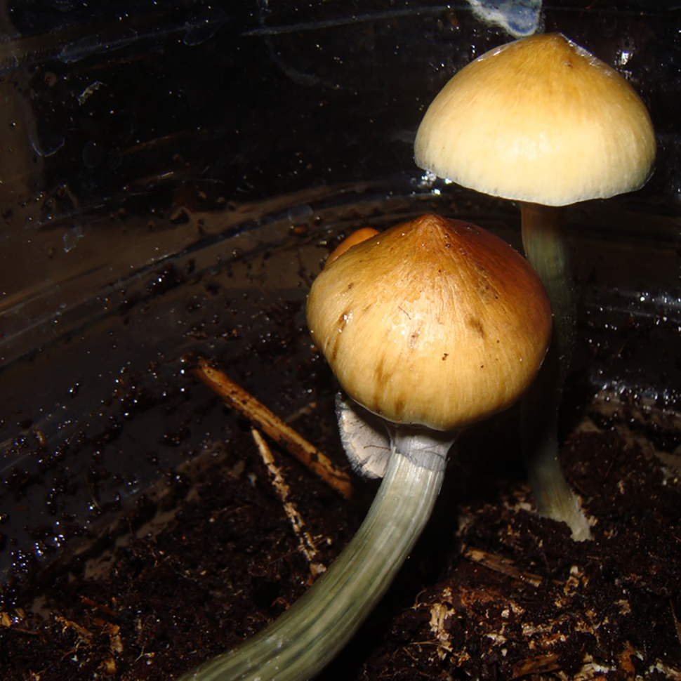 Psilocibe cubensis Matias Romero