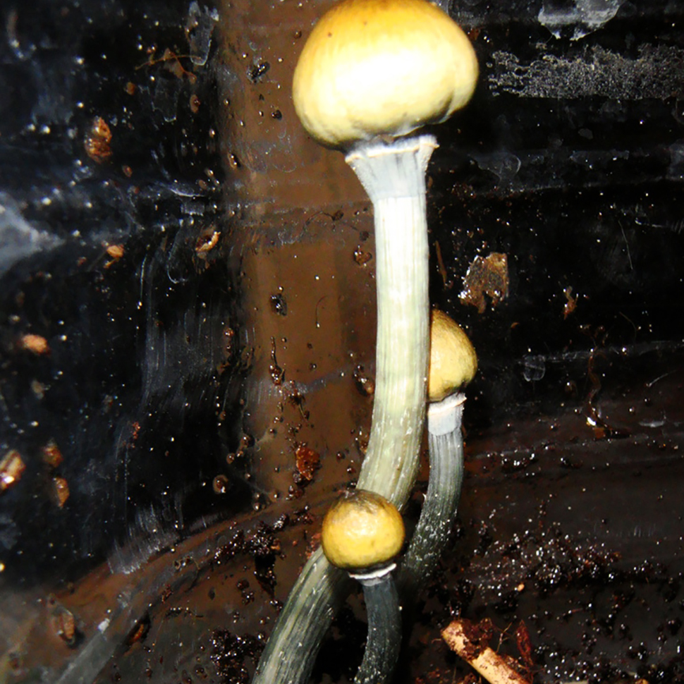 Описание внешнего вида Psilocibe cubensis Matias Romero