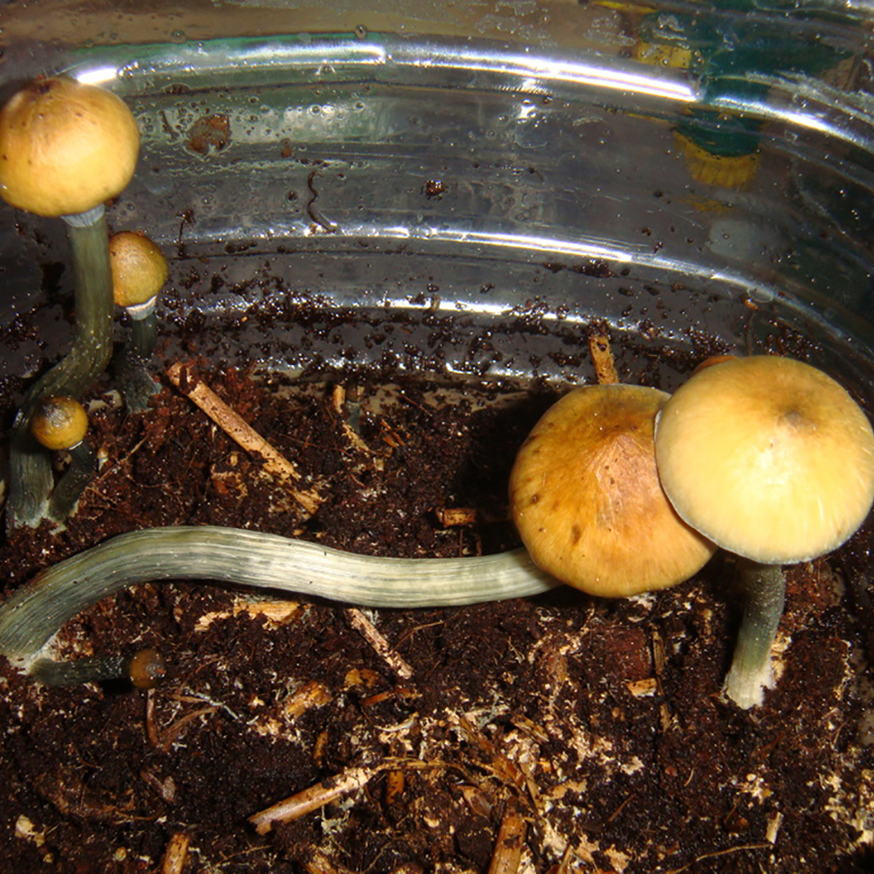 Происхождение стрейна Psilocibe cubensis Matias Romero