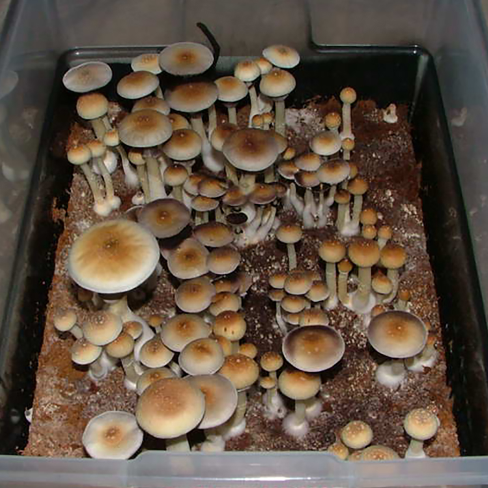 Psilocybe cubensis Colorado