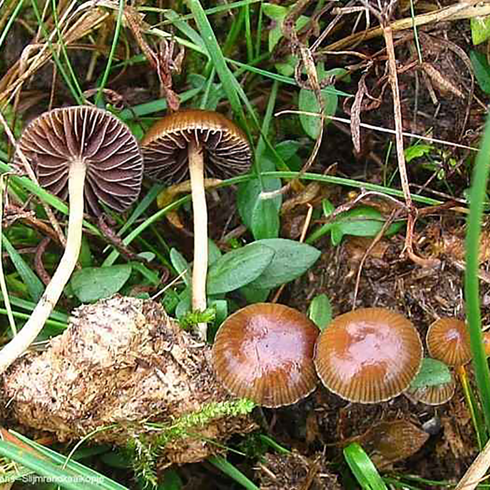 Psilocybe liniformans
