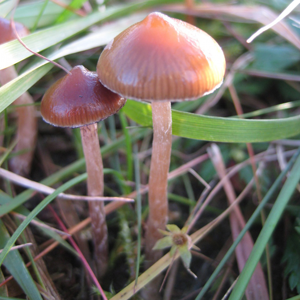 Psilocybe liniformans