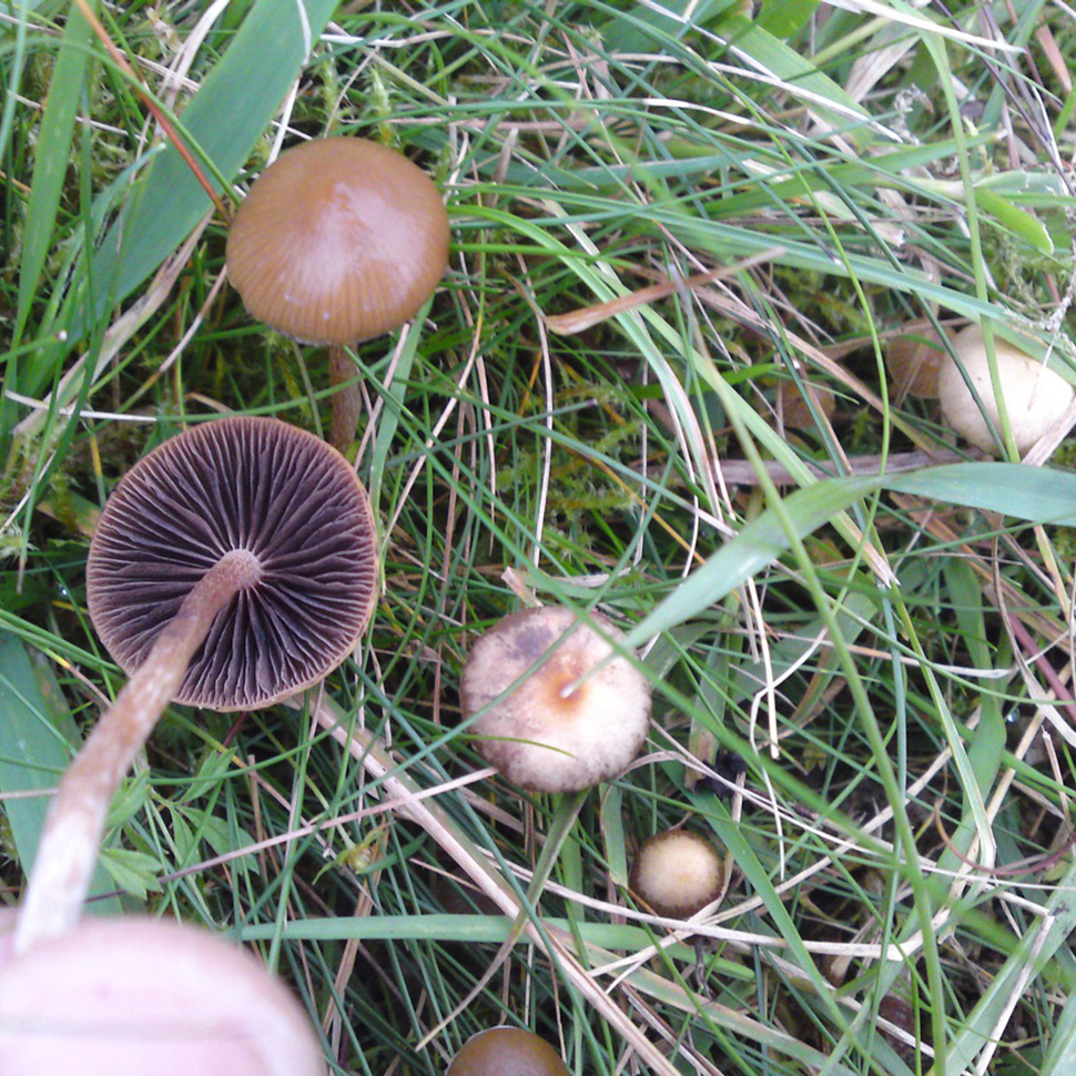 Происхождение стрейна Psilocybe liniformans﻿