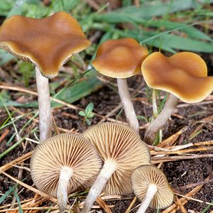 Psilocybe Mairei