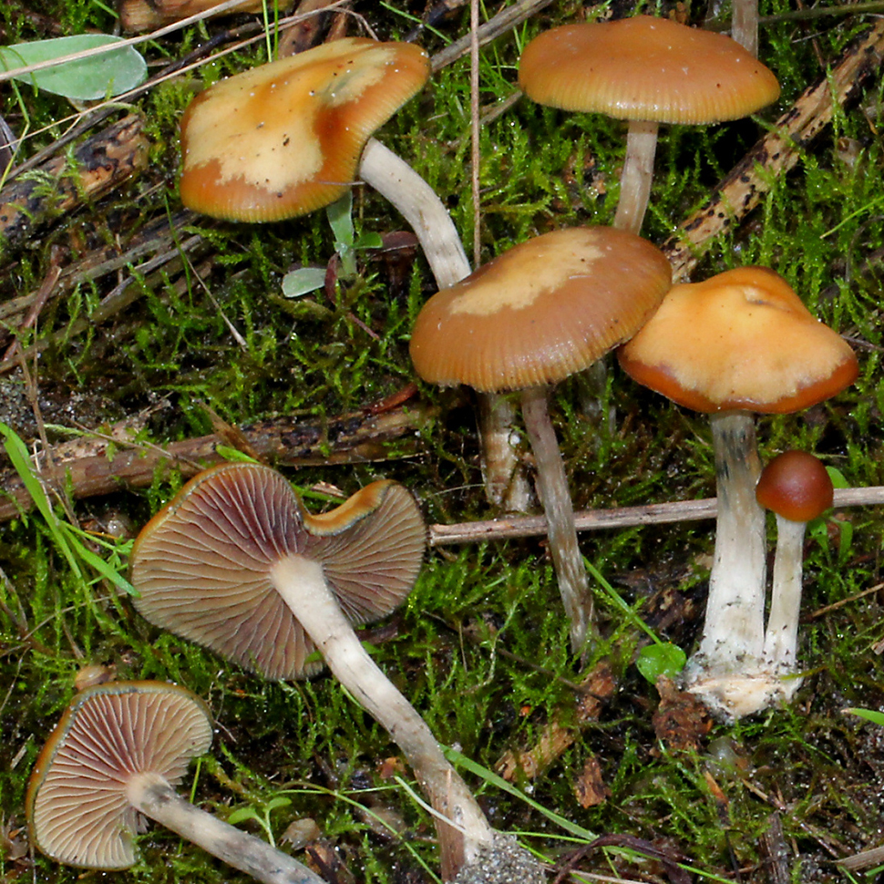 Описание внешнего вида Psilocybe Mairei