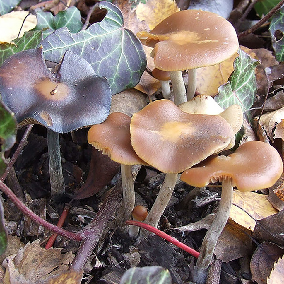 Происхождение стрейна Psilocybe Mairei