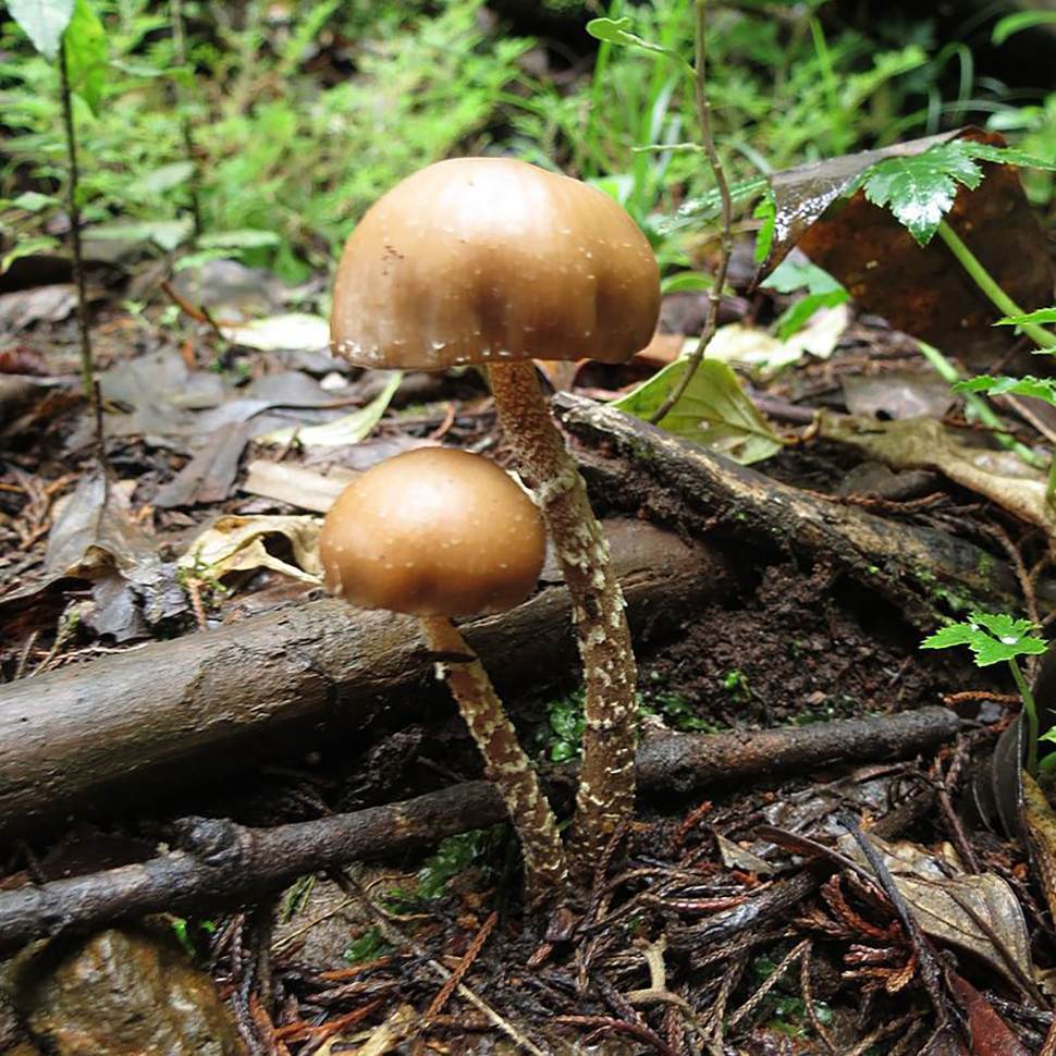 Psilocybe weilii