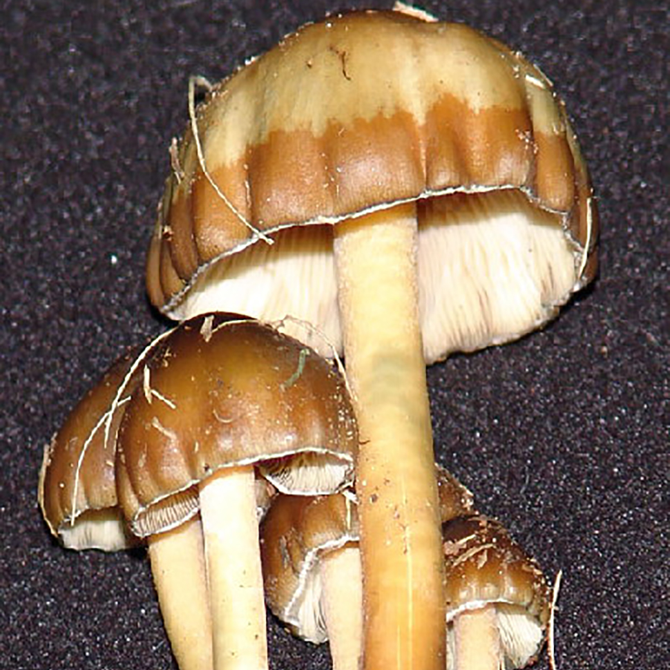 Описание внешнего вида Psilocybe weilii