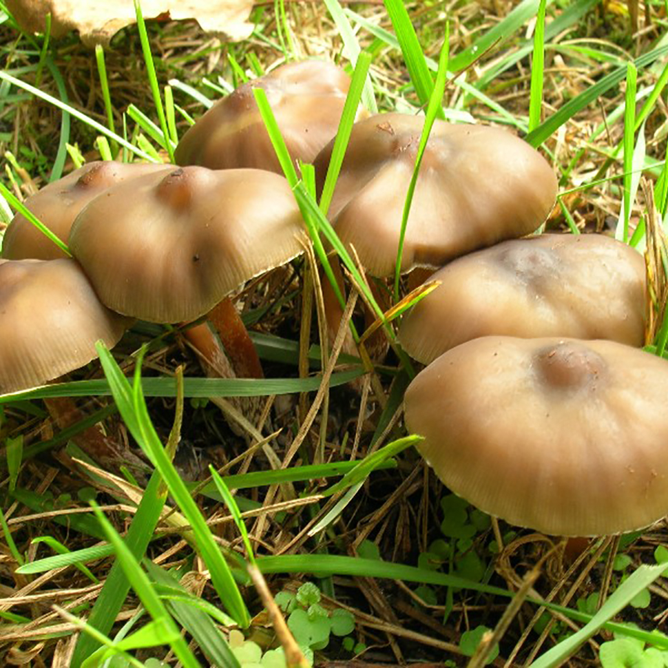 Происхождение стрейна Psilocybe weilii
