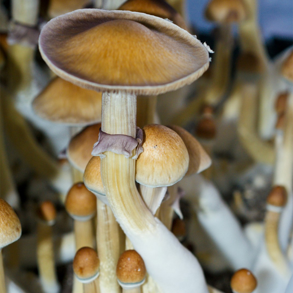 Описание внешнего вида Psilocibe cubensis «Burma»