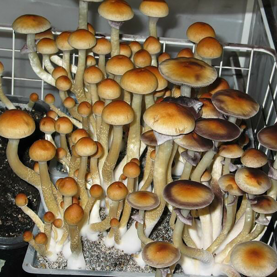 Происхождение стрейна Psilocibe cubensis «Burma»﻿