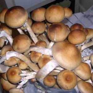 Psilocybe cubensis St Ban Phang Ka