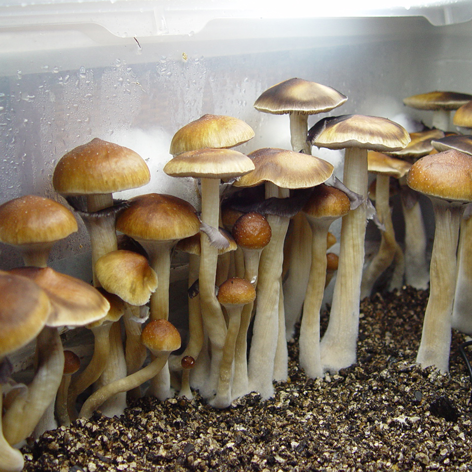 Описание внешнего вида Psilocybe cubensis St Ban Phang Ka﻿