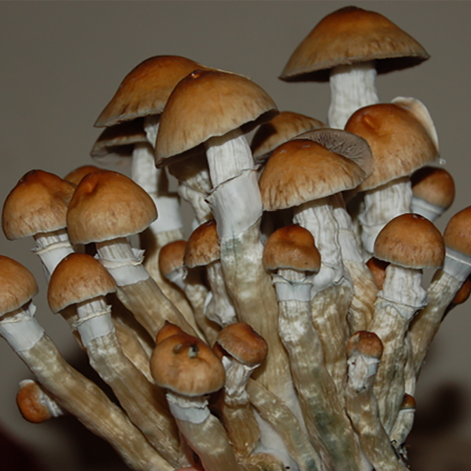 Происхождение стрейна Psilocybe cubensis St Ban Phang Ka﻿