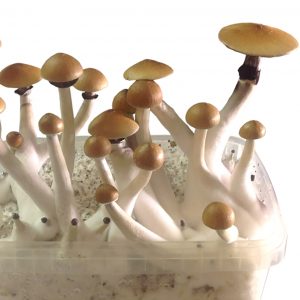 Psilocibe cubensis Columbian