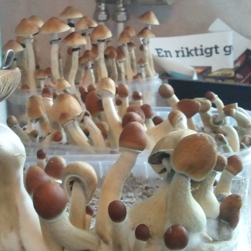 Описание внешнего вида Psilocibe cubensis Columbian﻿