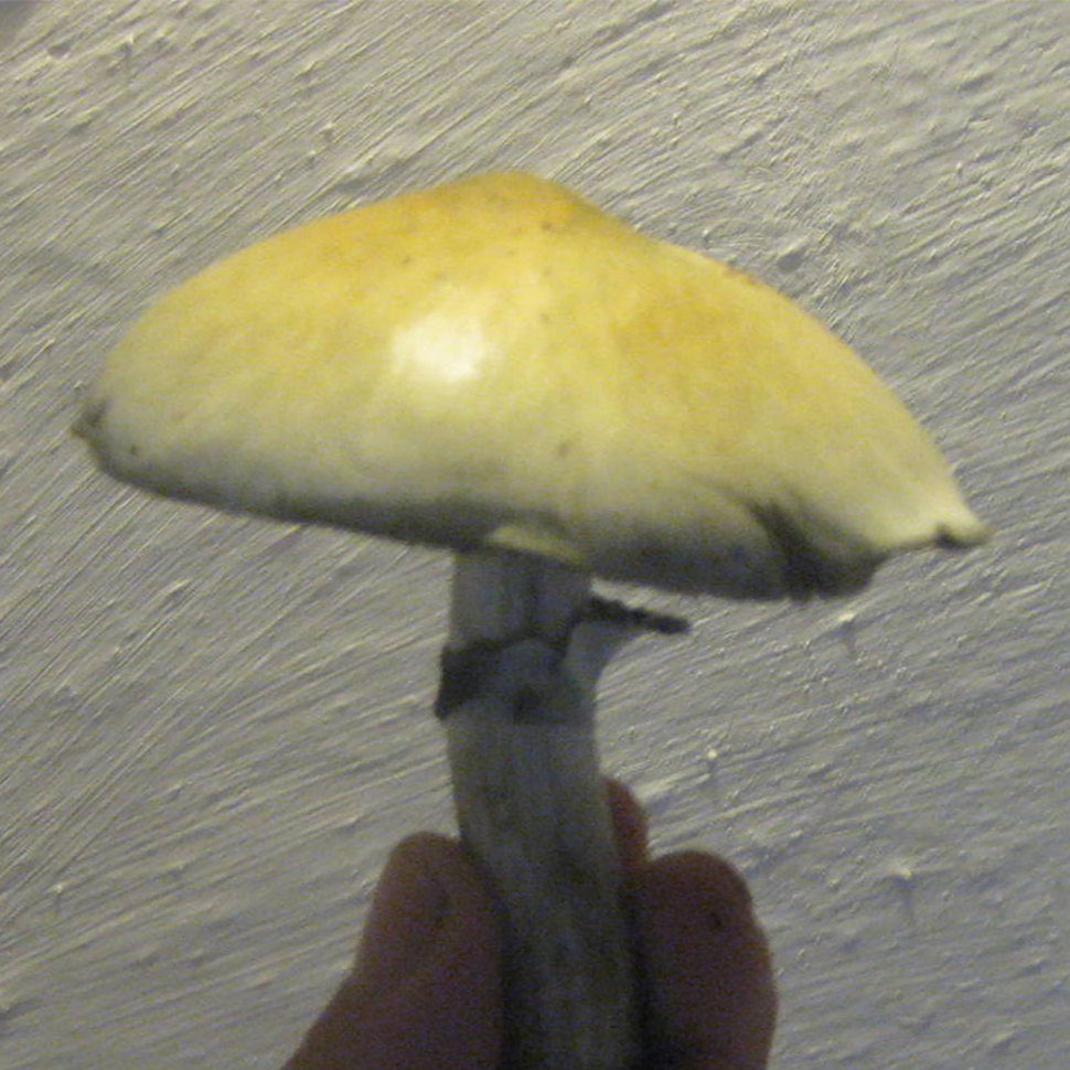 Происхождение стрейна Psilocibe cubensis Columbian﻿