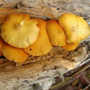 Psilocybe cubensis Gulf Coast