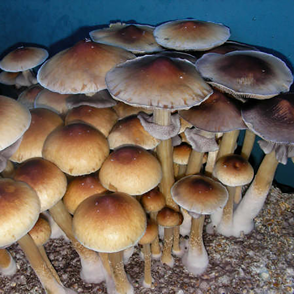 Описание внешнего вида Psilocybe cubensis Gulf Coast﻿
