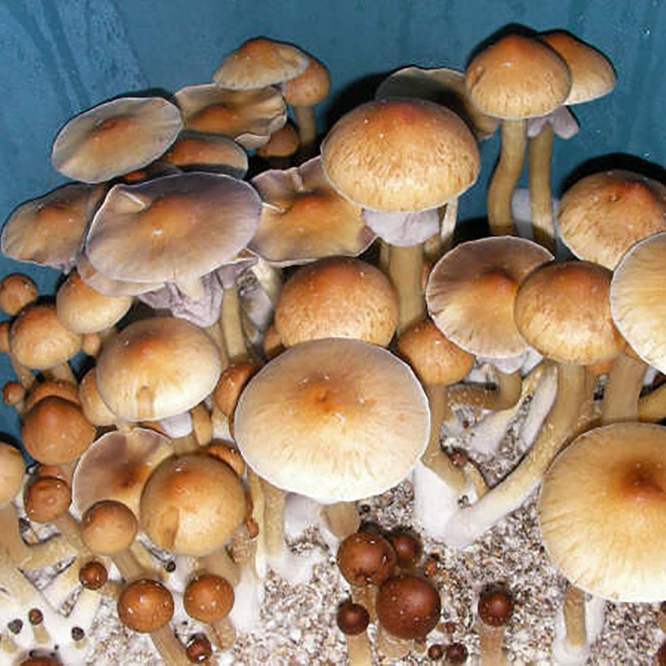 Происхождение стрейна Psilocybe cubensis Gulf Coast﻿