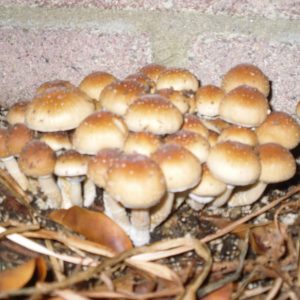 Psilocibe cubensis «Mazatapec»