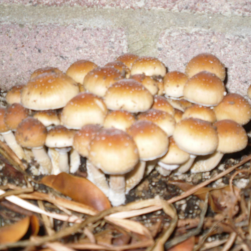 Psilocibe cubensis «Mazatapec»