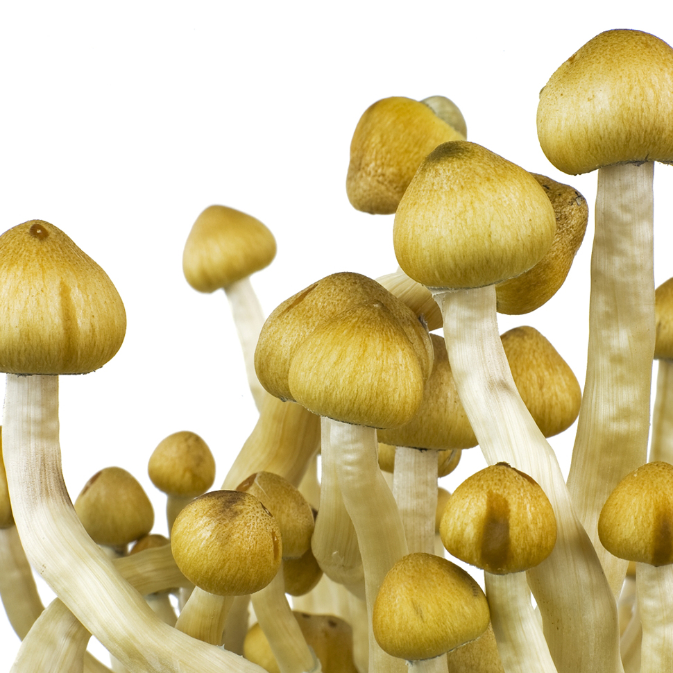 Описание внешнего вида Psilocibe cubensis «Mazatapec»﻿