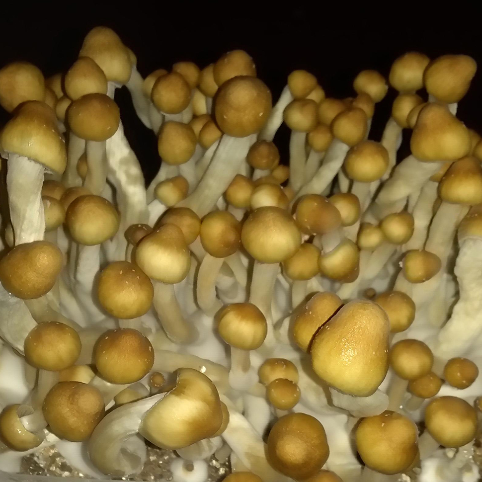 Происхождение стрейна Psilocibe cubensis «Mazatapec»﻿