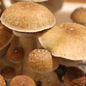 Psilocybe cubensis Pensacola