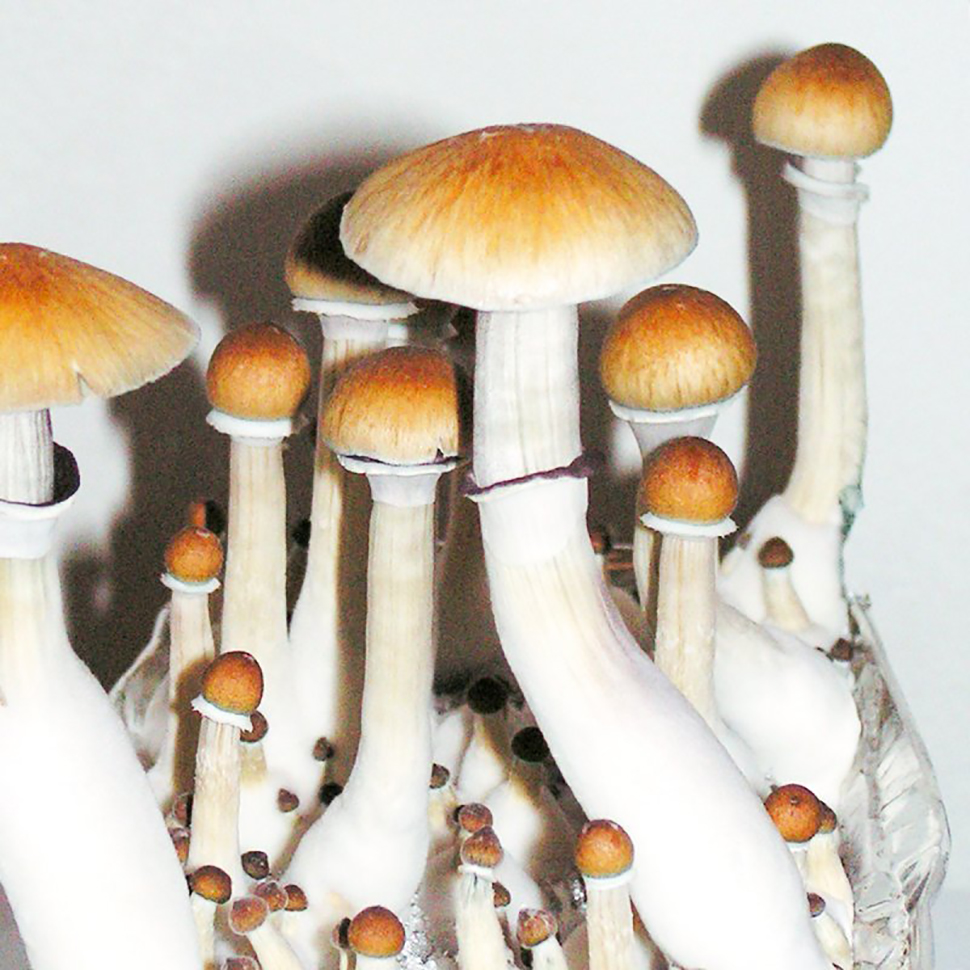Описание внешнего вида Psilocybe cubensis Pensacola﻿