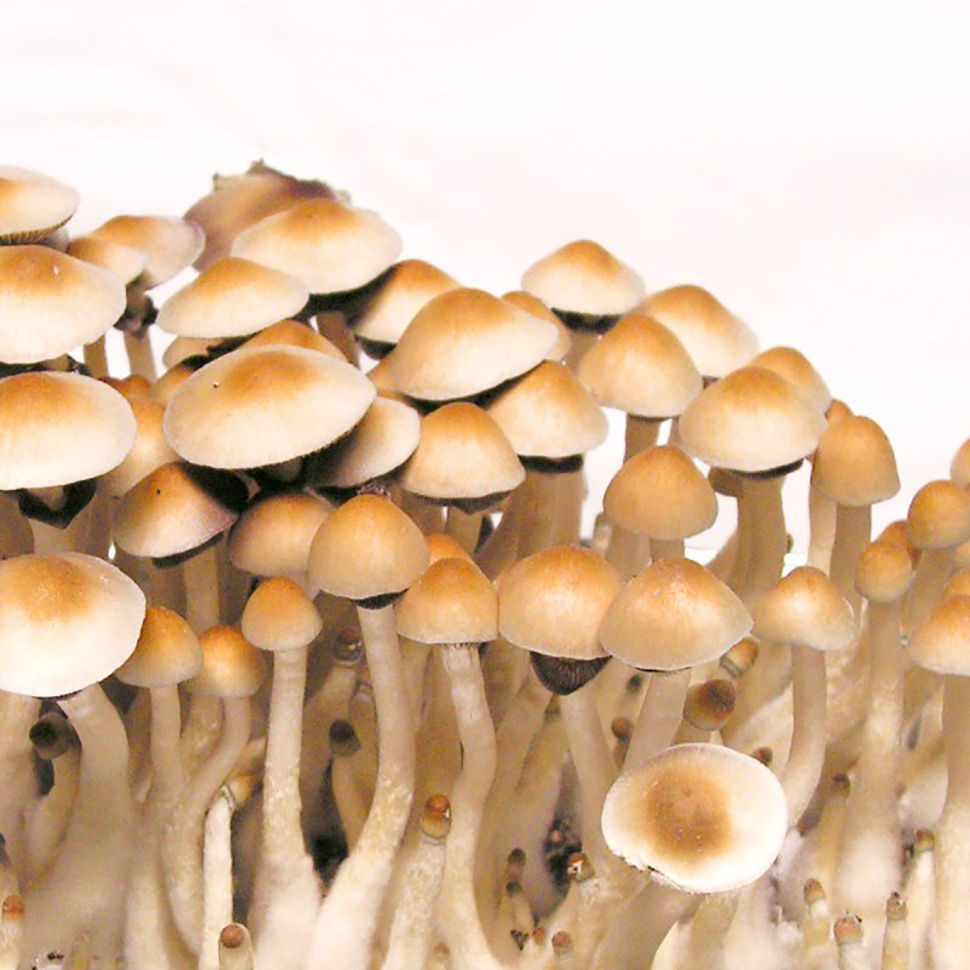Происхождение стрейна Psilocybe cubensis Pensacola﻿