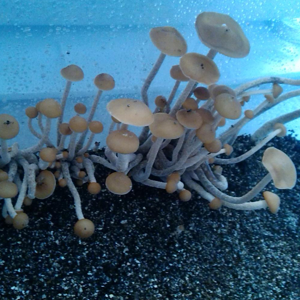 Происхождение стрейна Psilocybe zapotecorum Cuetzalan Puebla