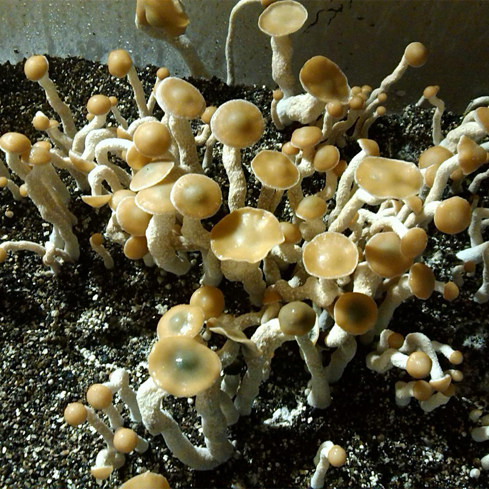 Описание внешнего вида Psilocybe zapotecorum Cuetzalan Puebla