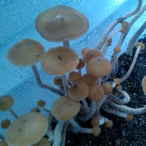 Psilocybe zapotecorum Cuetzalan Puebla