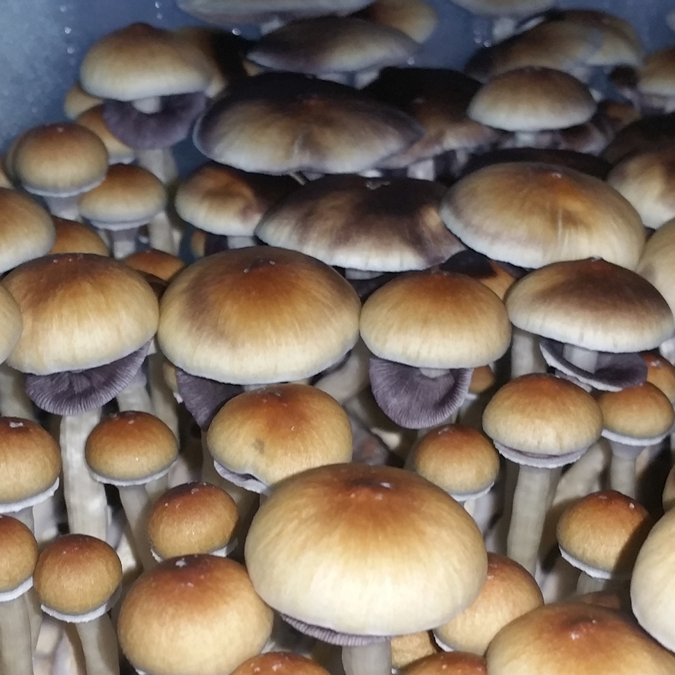 Psilocybe cubensis St Blue Meanie