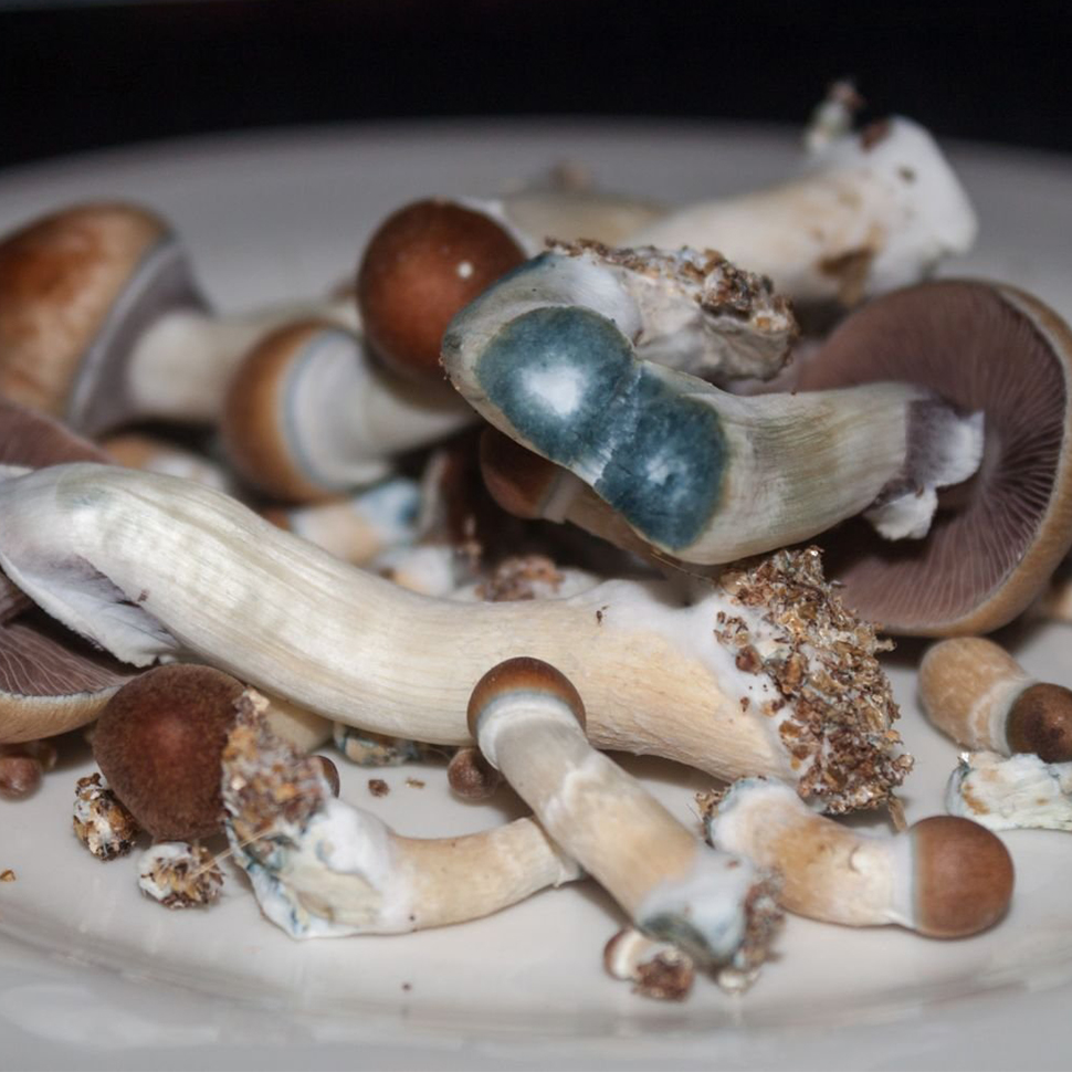 Описание внешнего вида Psilocybe cubensis St Blue Meanie﻿