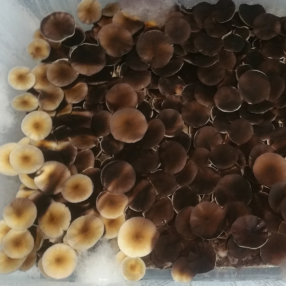 Происхождение стрейна﻿ Psilocybe cubensis St Blue Meanie