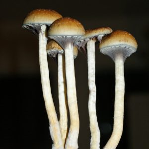 Psilocibe cubensis Costa Rica