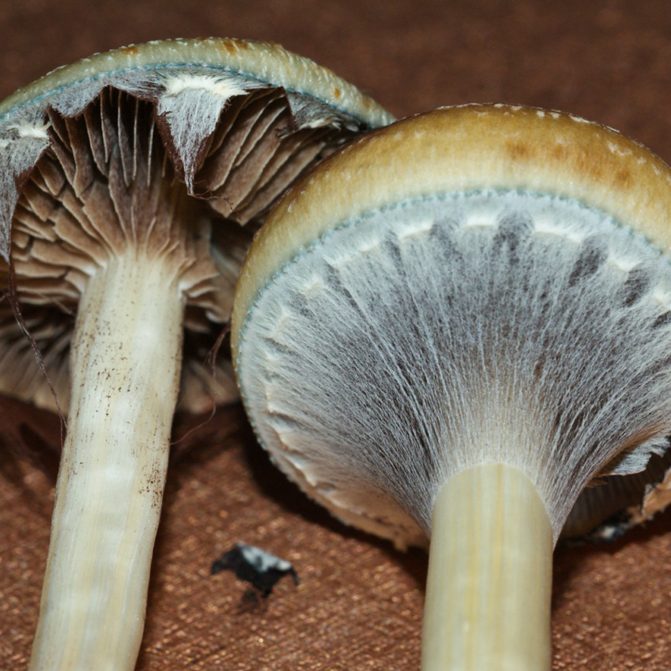 Описание внешнего вида Psilocibe cubensis Costa Rica﻿