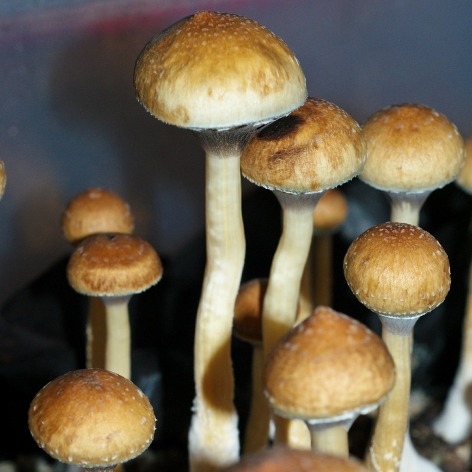 Происхождение стрейна Psilocibe cubensis Costa Rica