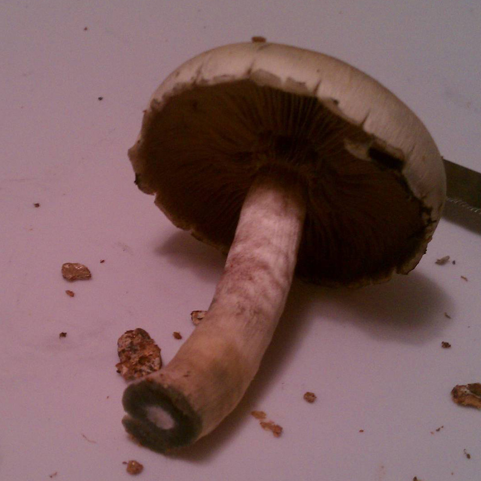 Описание внешнего вида Psilocibe cubensis «F+»