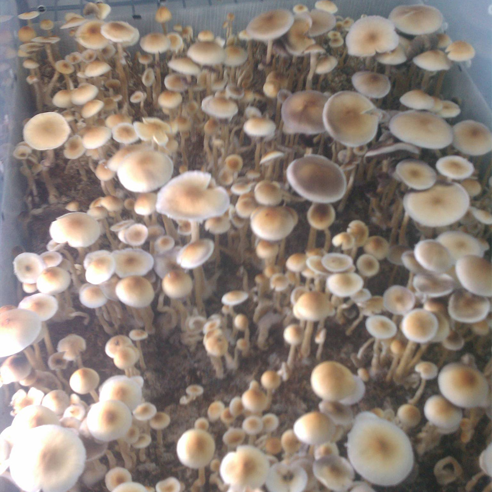 Происхождение стрейна Psilocibe cubensis «F+»﻿