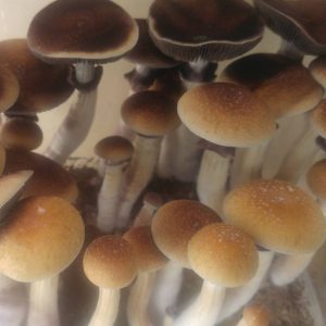 Psilocibe cubensis «Mckennai»