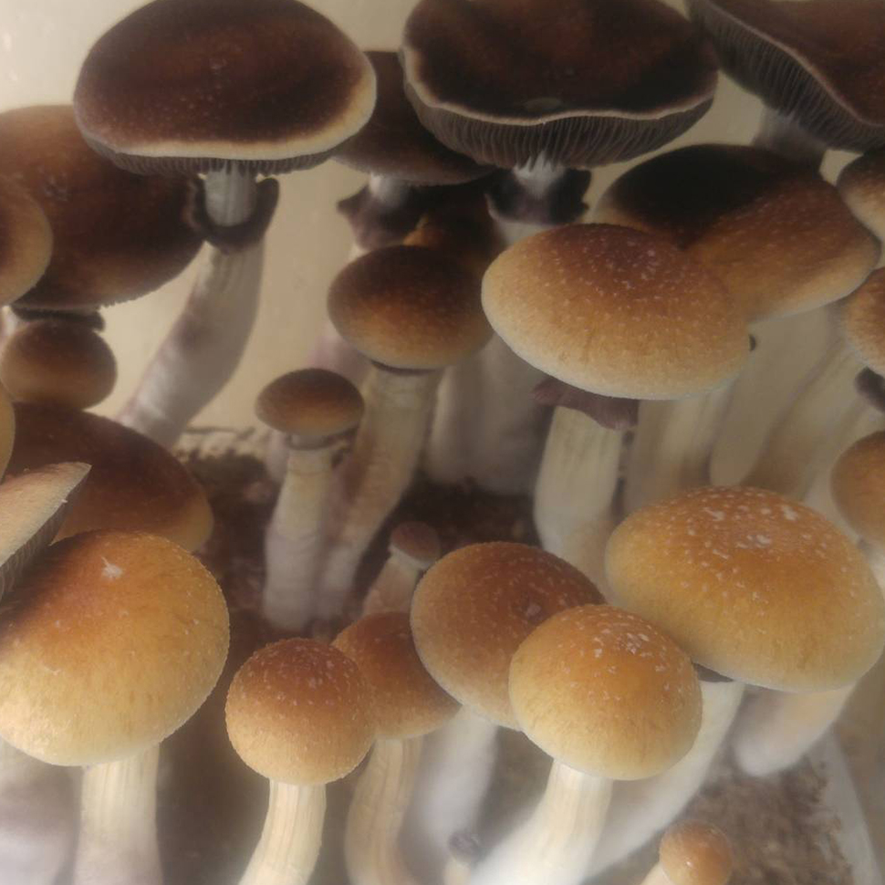 Psilocibe cubensis «Mckennai»