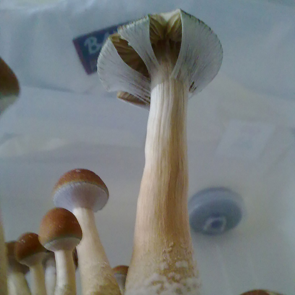 Описание внешнего вида Psilocibe cubensis «Mckennai»﻿