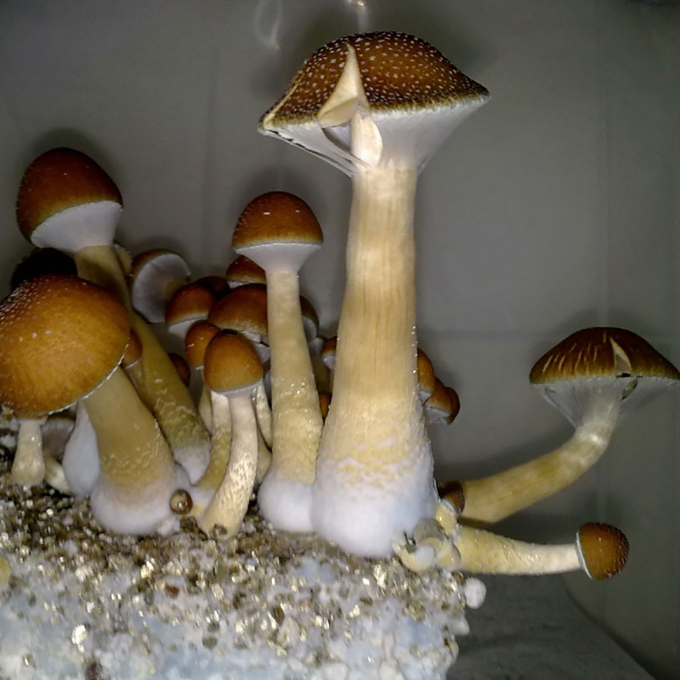 Происхождение стрейна Psilocibe cubensis «Mckennai»﻿