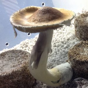Psilocybe cubensis PF Classic