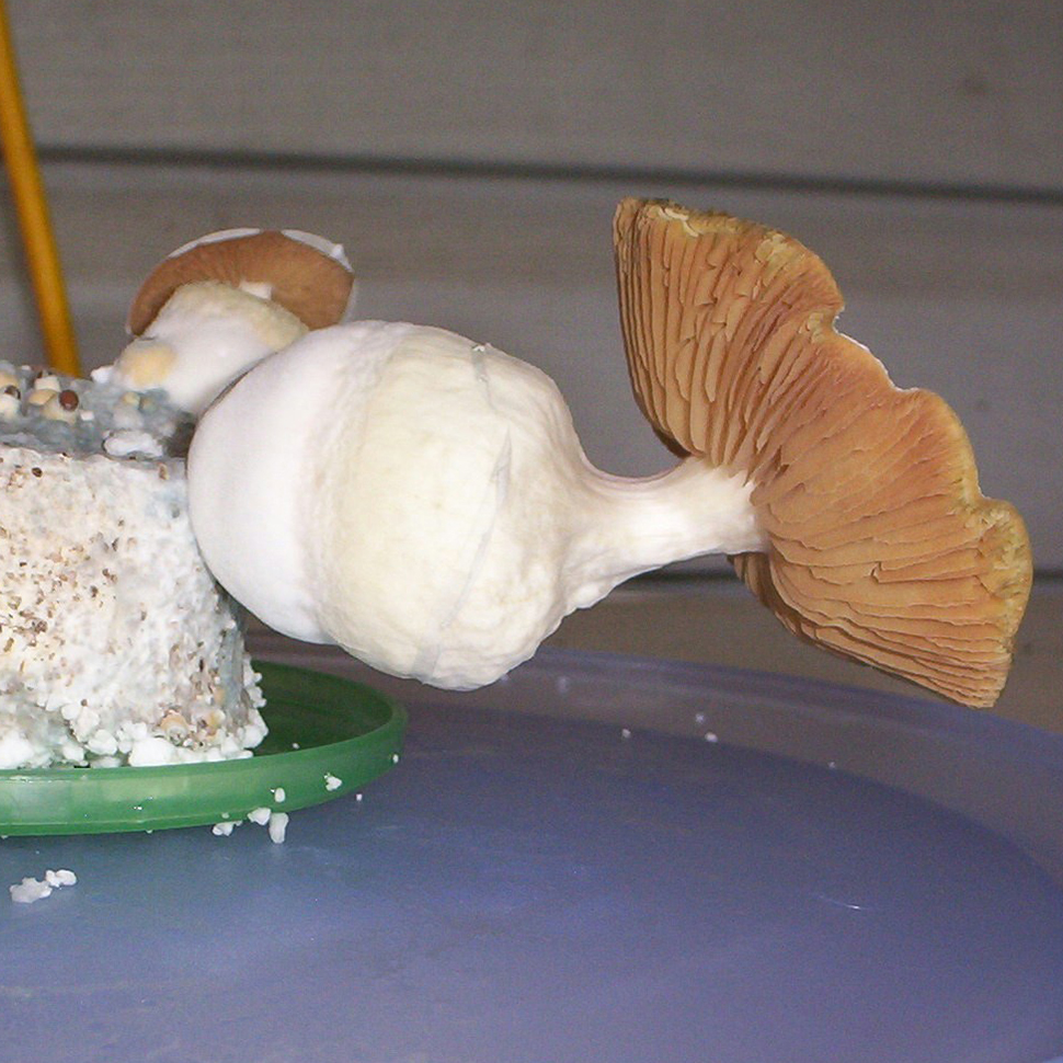 Описание внешнего вида Psilocybe cubensis PF Classic﻿