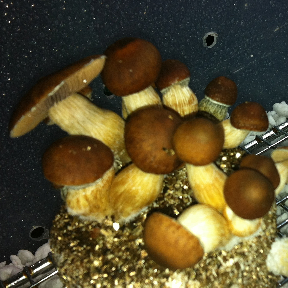 Происхождение стрейна Psilocybe cubensis PF Classic﻿